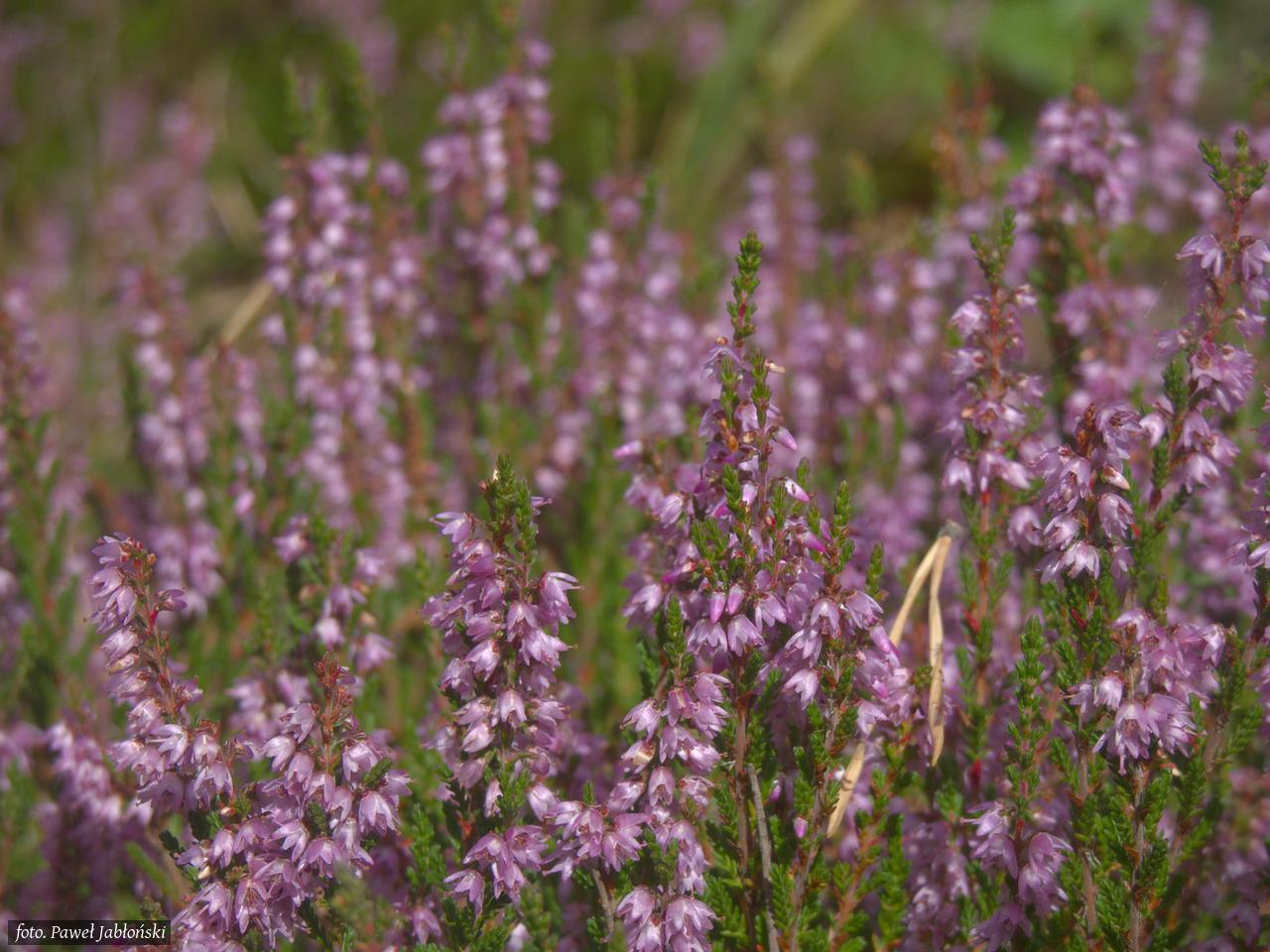 PL: Zbliżenie na drobne, fioletowo-różowe kwiaty kwitnącego wrzosu w miękkim, naturalnym świetle

EN: Close-up shot of small, purple-pink blooming heather flowers in soft natural light
