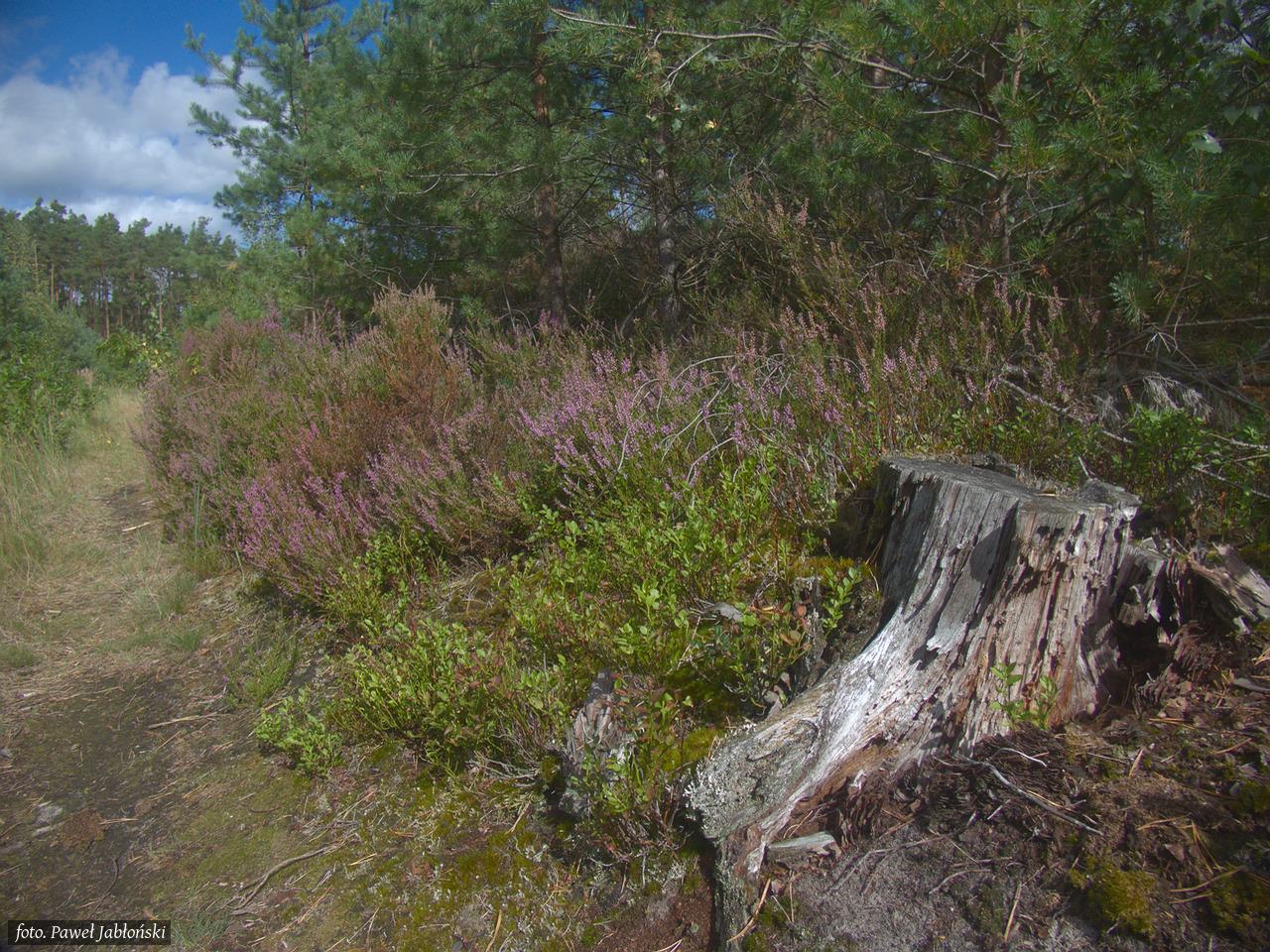 PL: Pieniek ściętego drzewa na skraju leśnej piaszczystej ścieżki, otoczony fioletowym wrzosem i zielonymi krzewinkami pod sosnowym lasem

EN: A tree stump at the edge of a sandy forest path, surrounded by purple heather and green bushes under a pine forest