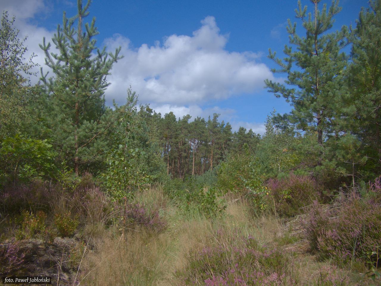 PL: Piaszczysta ścieżka leśna otoczona fioletowo kwitnącymi wrzosowiskami i młodymi sosnami na tle błękitnego nieba z lekkimi chmurami

EN: A sandy forest path framed by blooming purple heather and young pine trees under a blue sky with light clouds