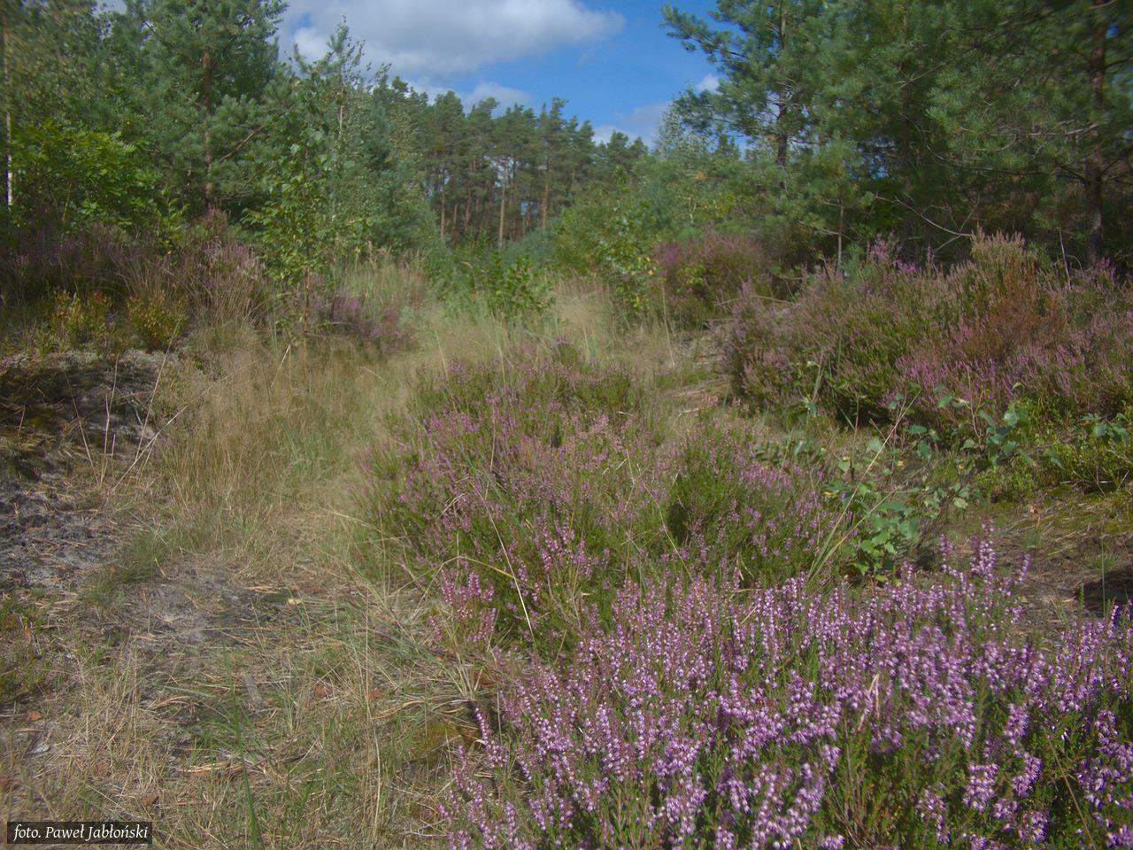 PL: Piaszczysta ścieżka leśna otoczona fioletowo kwitnącymi wrzosowiskami i młodymi sosnami na tle błękitnego nieba z lekkimi chmurami

EN: A sandy forest path framed by blooming purple heather and young pine trees under a blue sky with light clouds